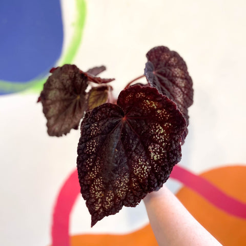 Begonia rex 'Black Knight' - Welsh Grown - Sprouts of Bristol