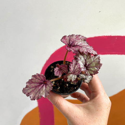 Begonia rex 'Candy Queen' - Welsh Grown - Sprouts of Bristol