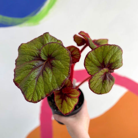 Begonia rex 'Curly Fireflush' - Welsh Grown - Sprouts of Bristol
