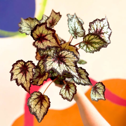 Begonia rex 'Dark Eyes' - Welsh Grown - Sprouts of Bristol