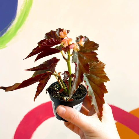 Begonia rex 'Dawnal Meyer' - Welsh Grown - Sprouts of Bristol