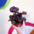 Begonia rex 'Etna' - Sprouts of Bristol
