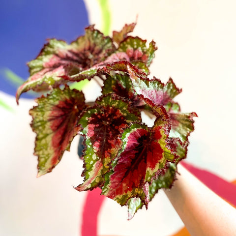 Begonia rex 'Green Sparkles' - Welsh Grown - Sprouts of Bristol