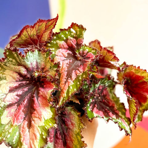 Begonia rex 'Green Sparkles' - Welsh Grown - Sprouts of Bristol