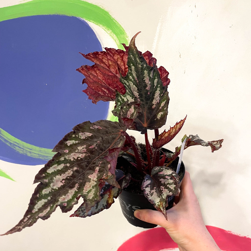 Begonia rex 'Helen Teupel' - Welsh Grown - Sprouts of Bristol