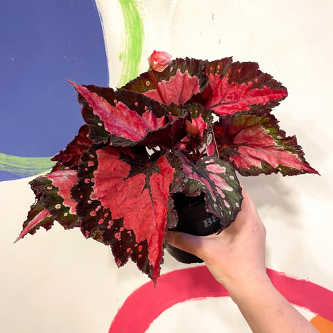 Begonia rex 'Holiday' - Welsh Grown - Sprouts of Bristol