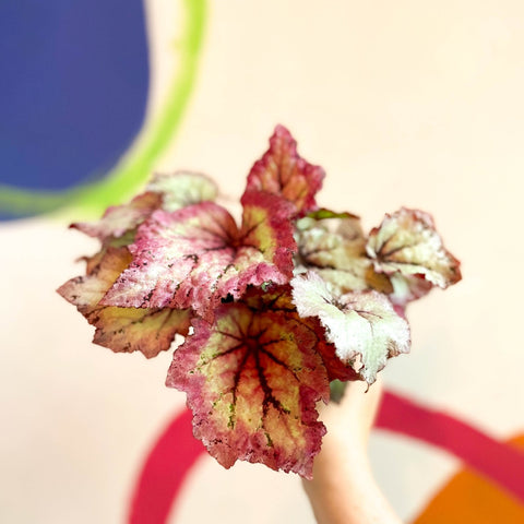 Begonia rex 'Lilac Charm' - Welsh Grown - Sprouts of Bristol