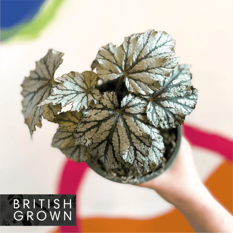 Begonia rex 'Maia' - British Grown - Sprouts of Bristol