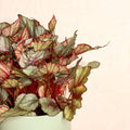 Begonia Rex 'Maori Haze' - Sprouts of Bristol