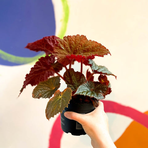 Begonia rex 'Midnight Magic' - Welsh Grown - Sprouts of Bristol