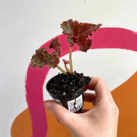 munchkin potted plant Begonia rex 'Munchkin'