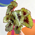 Begonia rex 'Namur' - Welsh Grown - Sprouts of Bristol