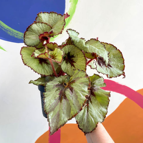 Begonia rex 'Namur' - Welsh Grown - Sprouts of Bristol