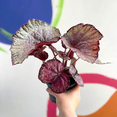 Begonia rex 'Pink Champagne' - Welsh Grown - Sprouts of Bristol