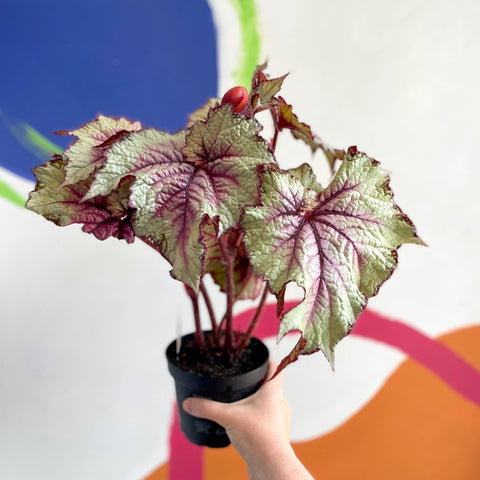 Begonia rex 'Pink Twist' - Welsh Grown - Sprouts of Bristol