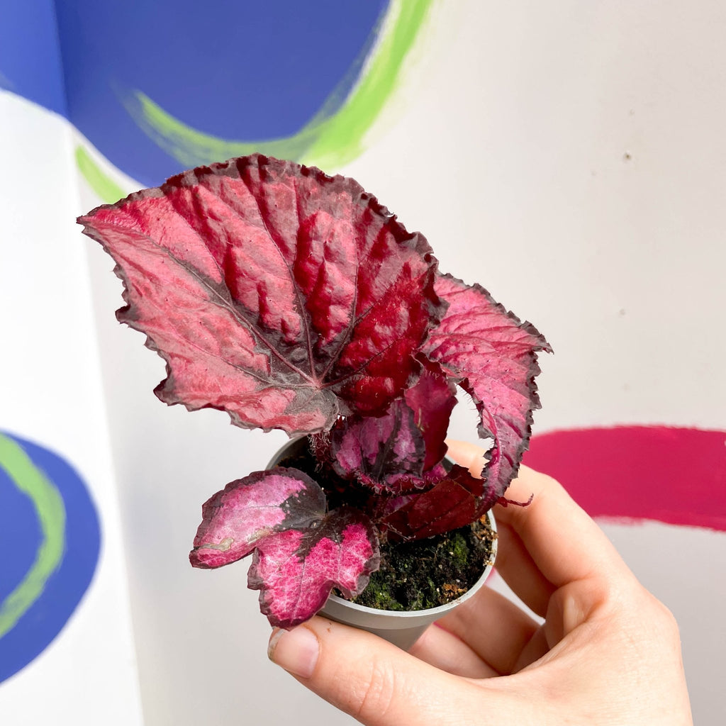 Begonia rex 'Red Heart' - Sprouts of Bristol