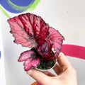 Begonia rex 'Red Heart' - Sprouts of Bristol