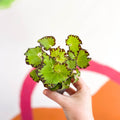 Begonia rex 'Red Jive' - Sprouts of Bristol