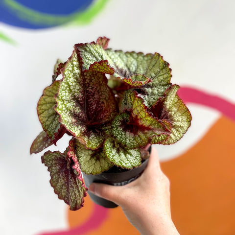Begonia rex 'Rocheart' - Welsh Grown - Sprouts of Bristol