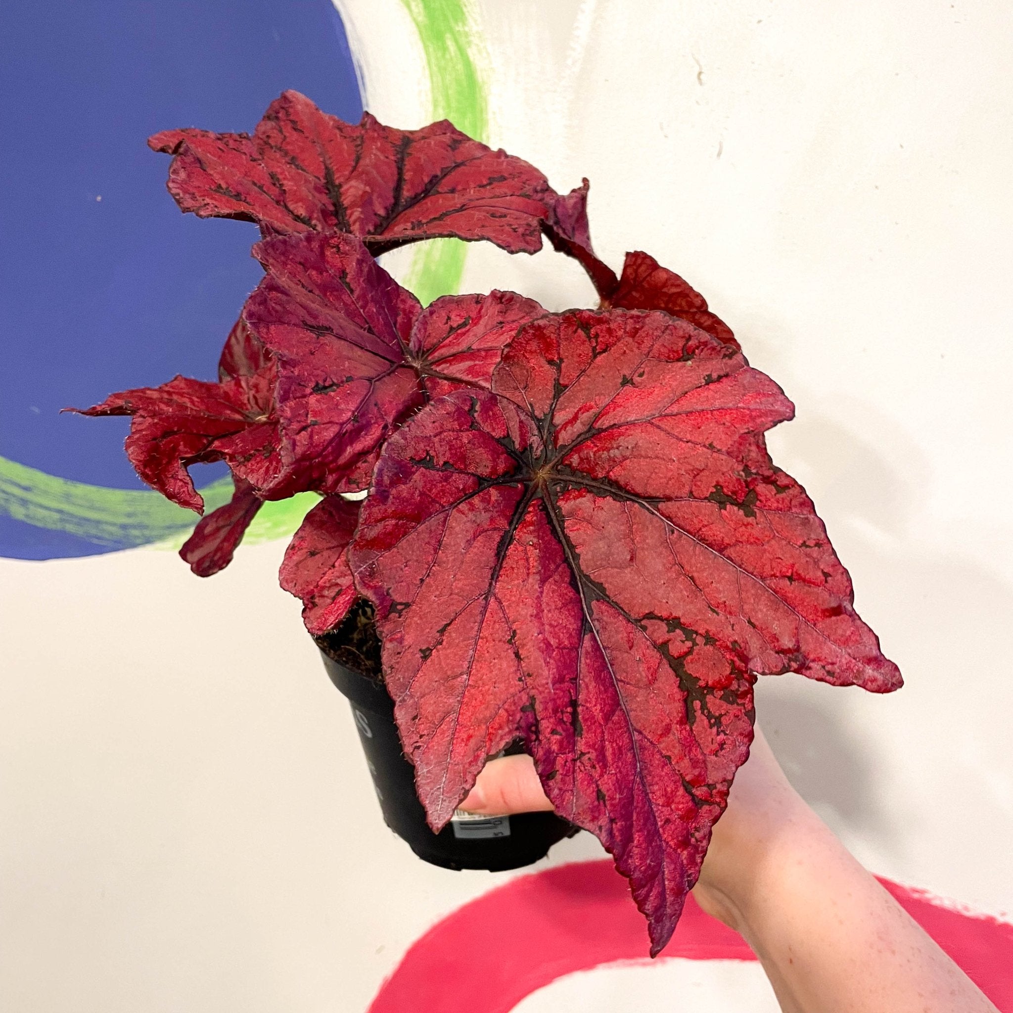 Begonia rex 'Ruby Celebration' - Welsh Grown – Sprouts of Bristol