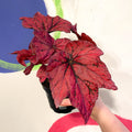 Begonia rex 'Ruby Celebration' - Welsh Grown - Sprouts of Bristol