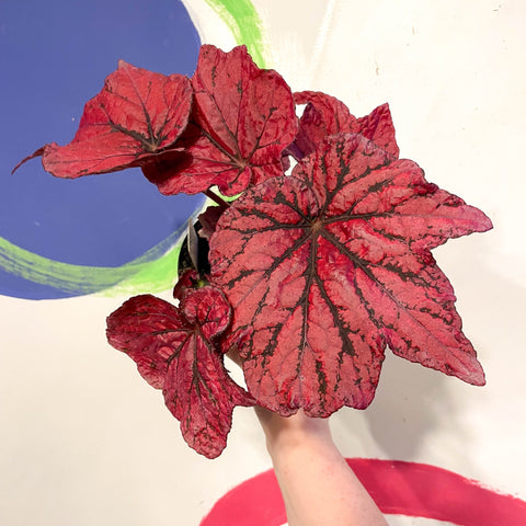 Begonia rex 'Ruby Celebration' - Welsh Grown - Sprouts of Bristol