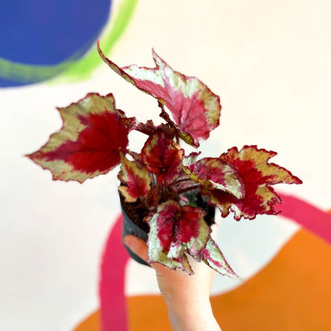 Begonia rex 'Sangria' - Welsh Grown - Sprouts of Bristol