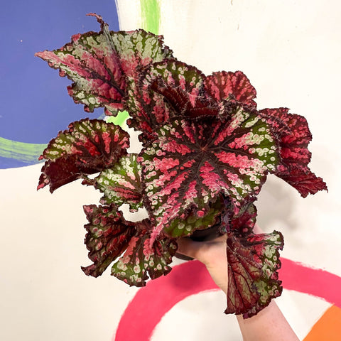 Begonia rex 'Star Bright' - Welsh Grown - Sprouts of Bristol