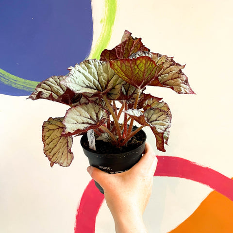 Begonia rex 'Star Light' - Welsh Grown - Sprouts of Bristol