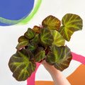 Begonia solimutata - Welsh Grown - Sprouts of Bristol