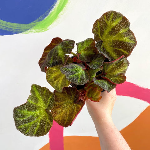Begonia solimutata - Welsh Grown - Sprouts of Bristol