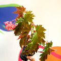 Begonia superba 'Irene Nuss' - Welsh Grown - Sprouts of Bristol