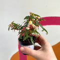 Begonia tripartita - Welsh Grown - Sprouts of Bristol