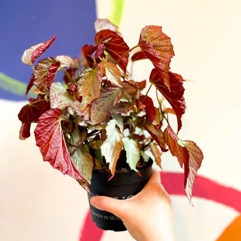 Begonia 'Two Face' - Welsh Grown - Sprouts of Bristol