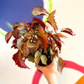 Begonia 'Two Face' - Welsh Grown - Sprouts of Bristol