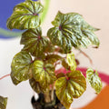 Begonia wollnyii syn. williamsii - Welsh Grown - Sprouts of Bristol