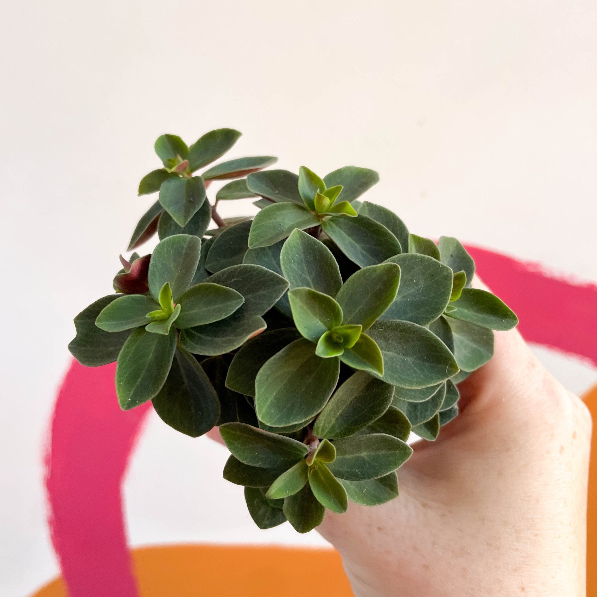 Belly Button Peperomia - Peperomia verticillata 'Red Log' – Sprouts of ...