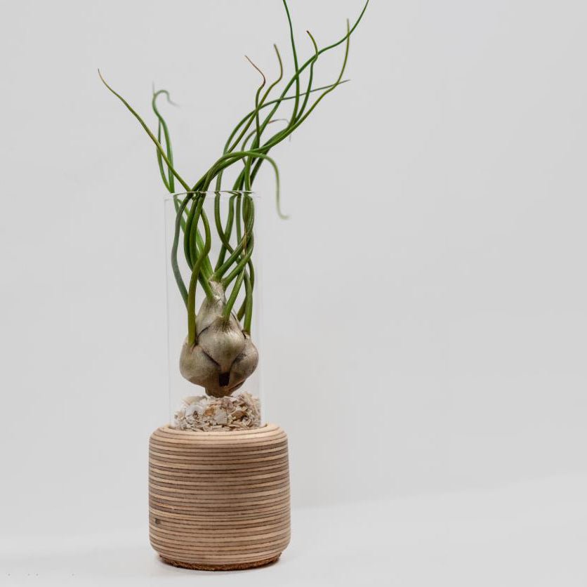 Birch Ply Air Plant Vessel - Sprouts of Bristol