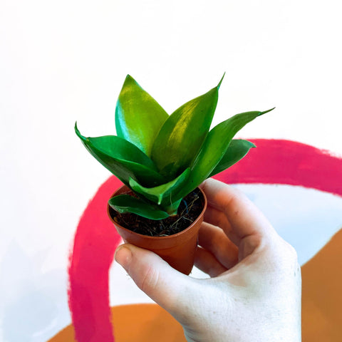 sansevieria trifasciata jade Sansevieria trifasciata 'Jade'