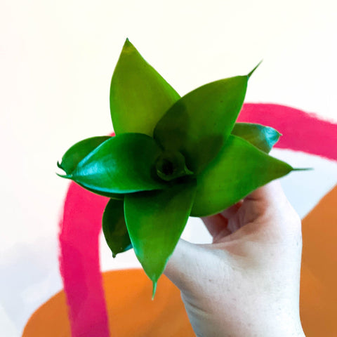 birds nest succulent plant Sansevieria trifasciata 'Jade'