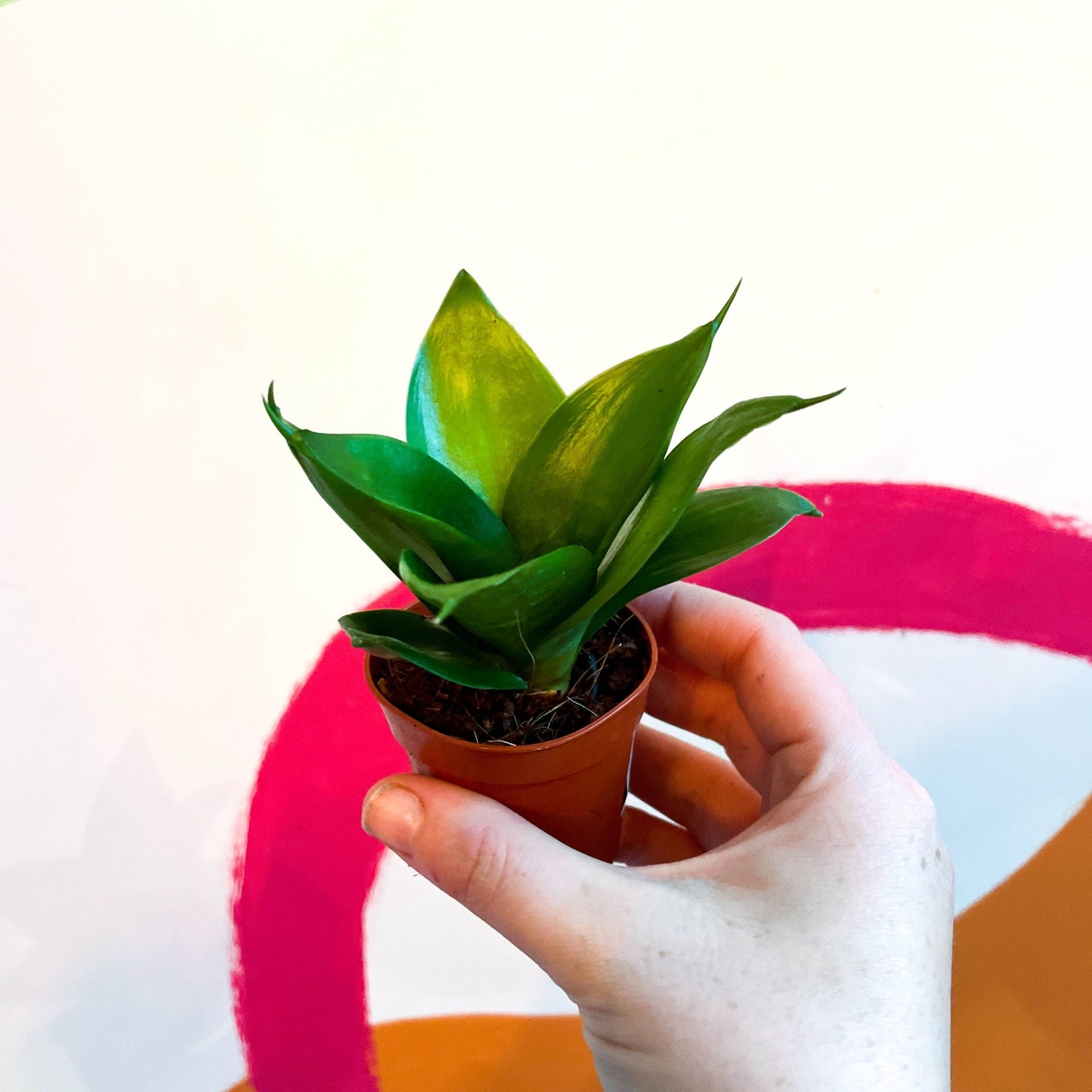sansevieria birds nest jade Sansevieria trifasciata 'Jade'