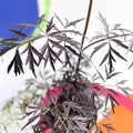 Black Elder - Sambucus nigra 'Black Lace' - Deciduous Shrub - Sprouts of Bristol