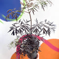 Black Elder - Sambucus nigra 'Black Lace' - Deciduous Shrub - Sprouts of Bristol
