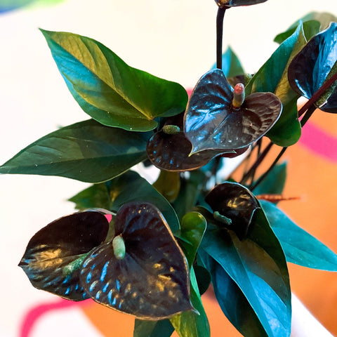 anthurium love black Black Flamingo Flower