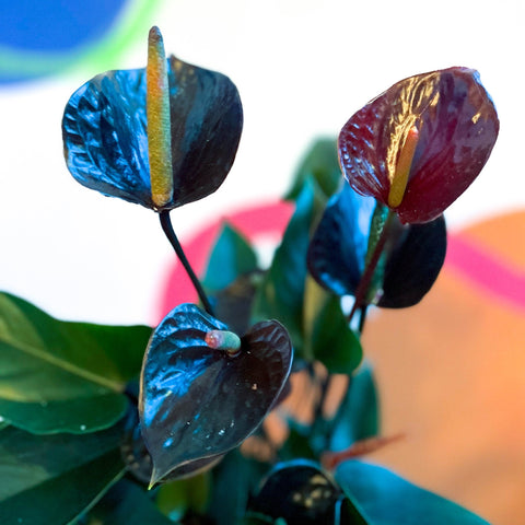 anthurium black blue Black Flamingo Flower