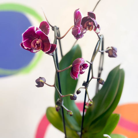Black Moth Orchid - Phalaenopsis 'Black Mambo' - Sprouts of Bristol