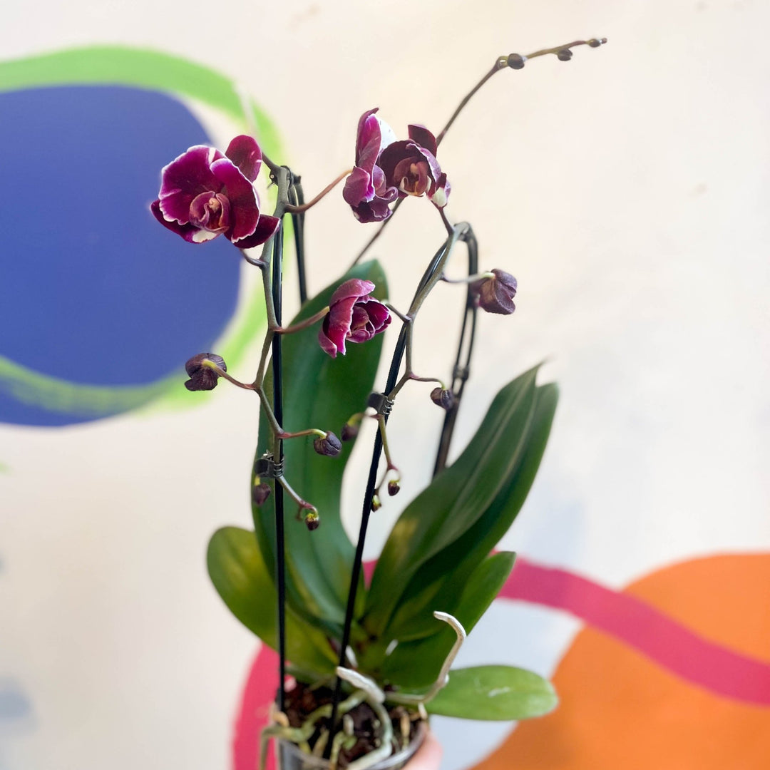 Black Moth Orchid - Phalaenopsis 'Black Mambo' – Sprouts of Bristol