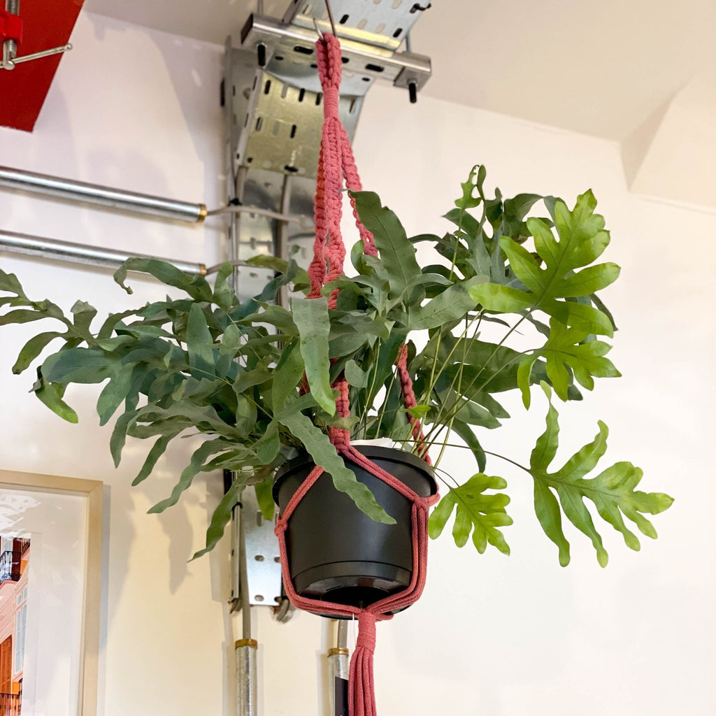 Blossom Macrame Plant Hanger - Sprouts of Bristol