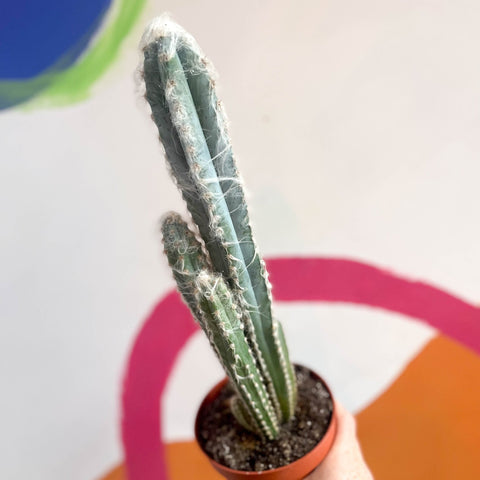 Blue Columnar Cactus - Pilosocereus pachycladus - Sprouts of Bristol