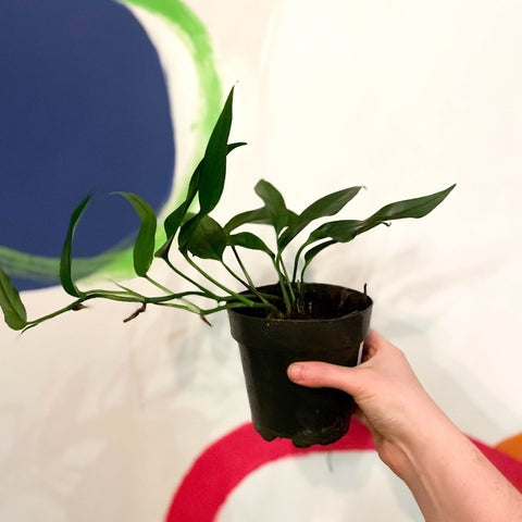 pothos blue form Epipremnum pinnatum